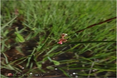 Alysicarpus longifolius